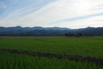 Pola ryżowe w Luang Namtha